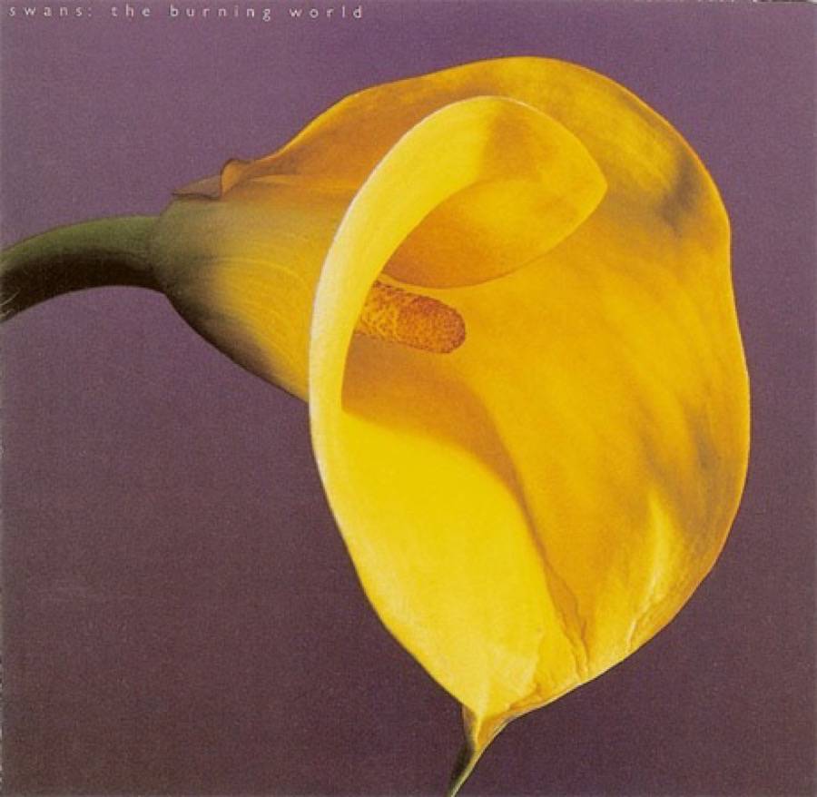 swans_burning world
